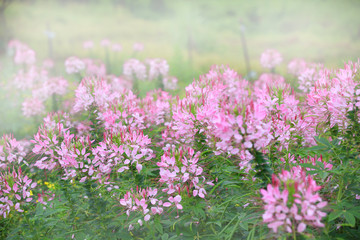 Pink flower meadow at sunlight background
