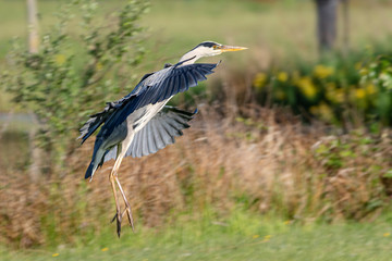 Grey heron-Héron cendré (Ardea cinerea)