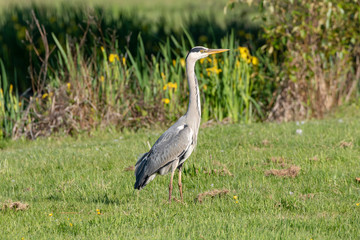 Fototapeta premium Grey heron-Héron cendré (Ardea cinerea)
