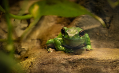 Tree frog sitting on a stone, close-up.