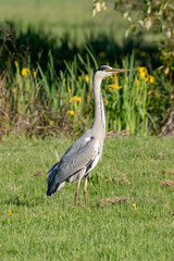 Fototapeta premium Grey heron-Héron cendré (Ardea cinerea)