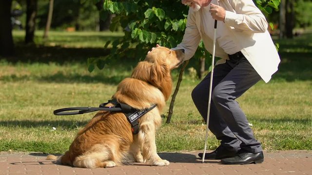 Blind man feeding and stroking guide dog, support for visual impairment people