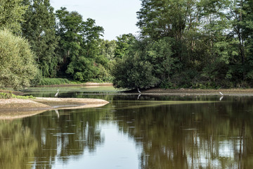 Grey heron-Héron cendré (Ardea cinerea)
