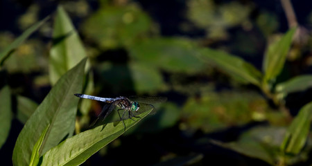 blue dasher dragon fly on  green leaf over the lake