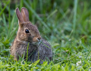 brown wild rabbit in green grass in Pennsylvania 