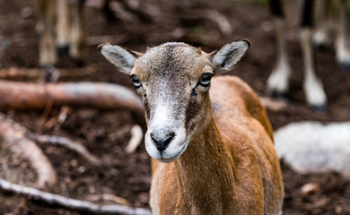 Muflon zdjęcia z bliska