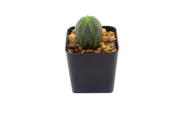 Cactus in plastic pot isolate on white background