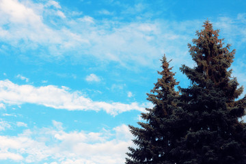 Fir-tree on cloudy sky background.
