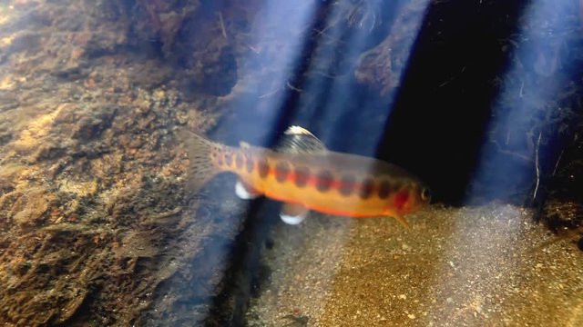 Underwater footage of a Golden Trout, 2016