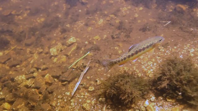 Following a Golden Trout underwater, 2016