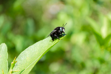 Black Carpenter Bee