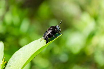 Side Of Carpenter Bee