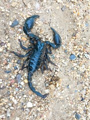 The dead scorpion with the ant