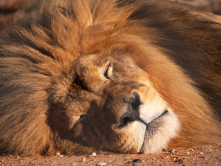 Sleeping male lion closeup on face and mane