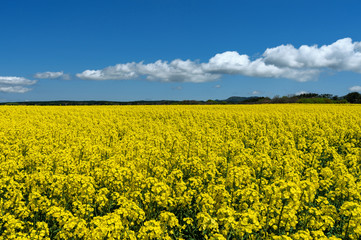 Obraz premium 【青森県横浜町】北国の春、下北半島では菜の花が満開