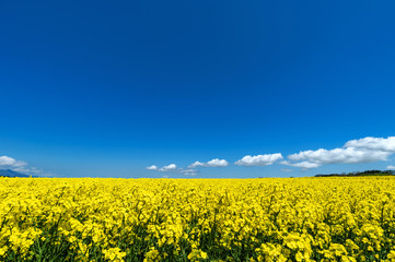 Fototapeta premium 【青森県横浜町】北国の春、下北半島では菜の花が満開