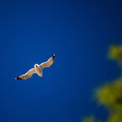 Seagull flying overhead at the beach