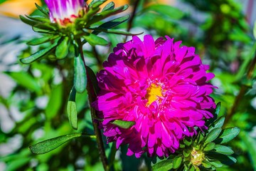 Gorgeous close up view of pink aster flower isolated on green background. Beautiful nature backgrounds.