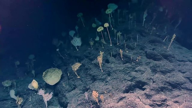 Weird ocean sponges are found by NOAA in the deep ocean, 2017