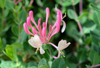Honeysuckle (Lonicera caprifolium) growing in the home garden