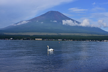 Mt.Fuji and swan from the banks of Lake Yamanakako