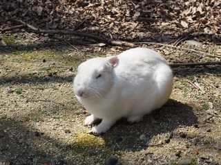 野生のアナウサギ（広島県大久野島）