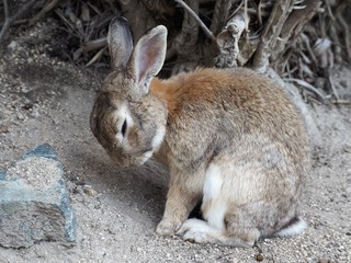 座ったまま居眠りをするアナウサギ（広島県大久野島）