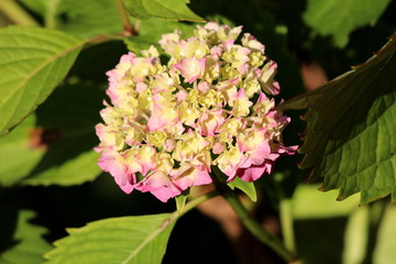 Hydrangea or Hortensia garden shrub fully open blooming pink and yellow flowers with pointy petals surrounded with thick leathery green leaves planted in local urban garden on warm sunny summer day