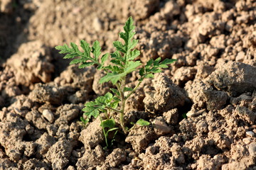 Litchi tomato or Solanum sisymbriifolium or Vila-vila or Sticky nightshade or Red buffalo-bur or Fire-and-ice plant or Morelle de Balbis small freshly planted plant with dark green leaves surrounded w