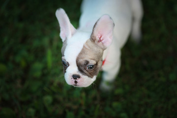 French Bulldog Puppy overhear portrait outside
