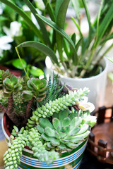 Beautiful Succulent plants in pots