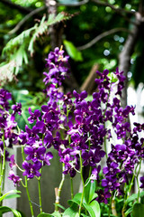 Orchids blooming in garden
