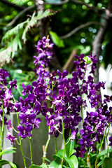 Orchids blooming in garden