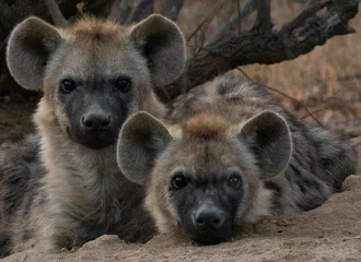 Tuinposter Gezichten van gevlekte hyena& 39 s kijken naar de camera © Bonita