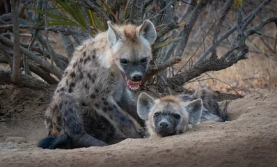 Garden poster Hyena Spotted Hyena cub and adult showing teeth in south africa
