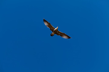 Obraz premium Seagull Flying In Clear Blue Sky Wings Outstretched