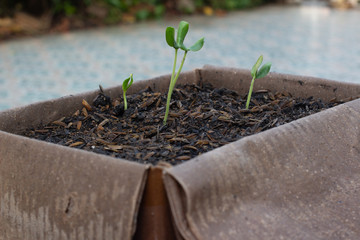 Melon sprout growing in paper box
