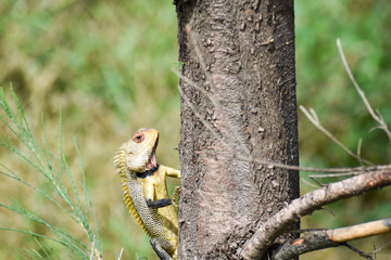 beautiful lizard climbing on a tree in India
