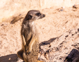 Suricate regardant derrière