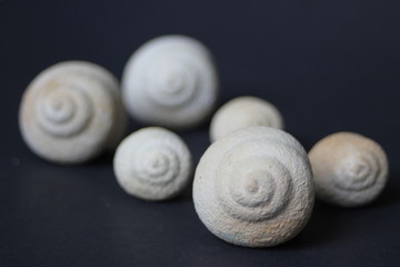 White Shells on Black Floor