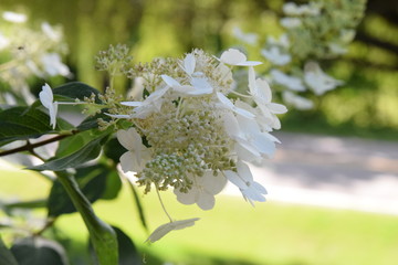 hydrangea bloom