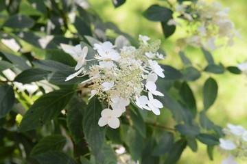 white hydrangea bloom