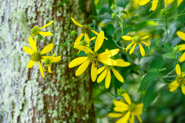 Obraz premium TREE YELLOW
