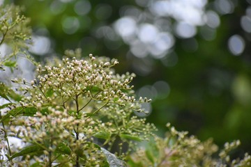 White flowers