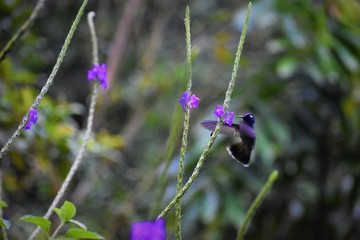 Violet-headed hummingbird