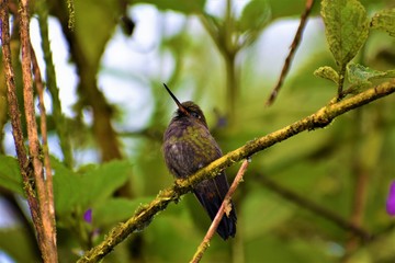 Young hummingbird