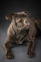 cute pit bull dog lying isolated on black background