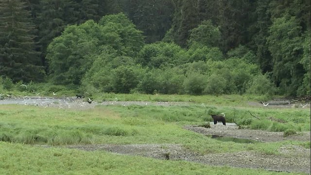 WS river valley, zm into feeding bear