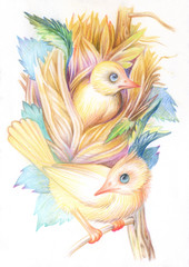 Pencil drawing. Illustration for children. Image of animals with colored pencils. A pair of Yellow birds nested on a tree branch.