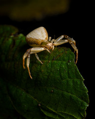 araña